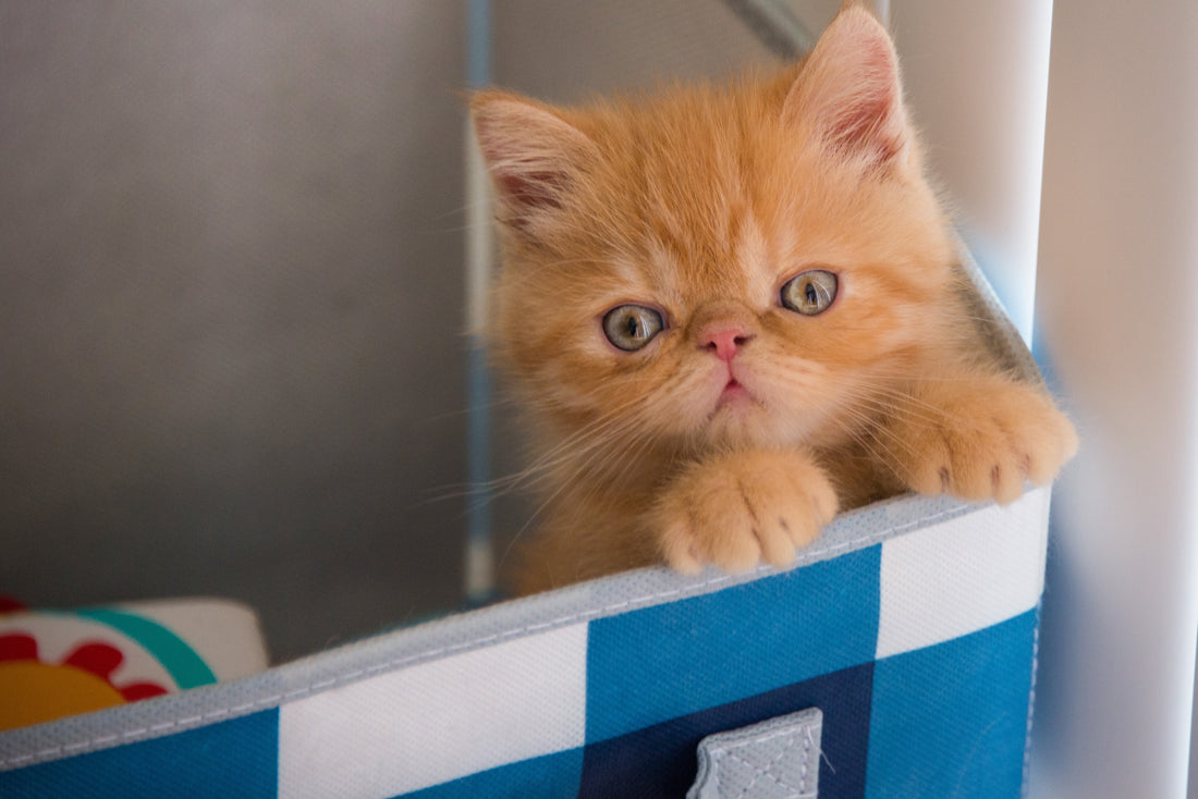 5 Attitudes Of Humans That Cats Hate