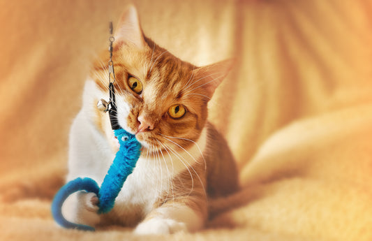 Which Toys Do Cats Like?