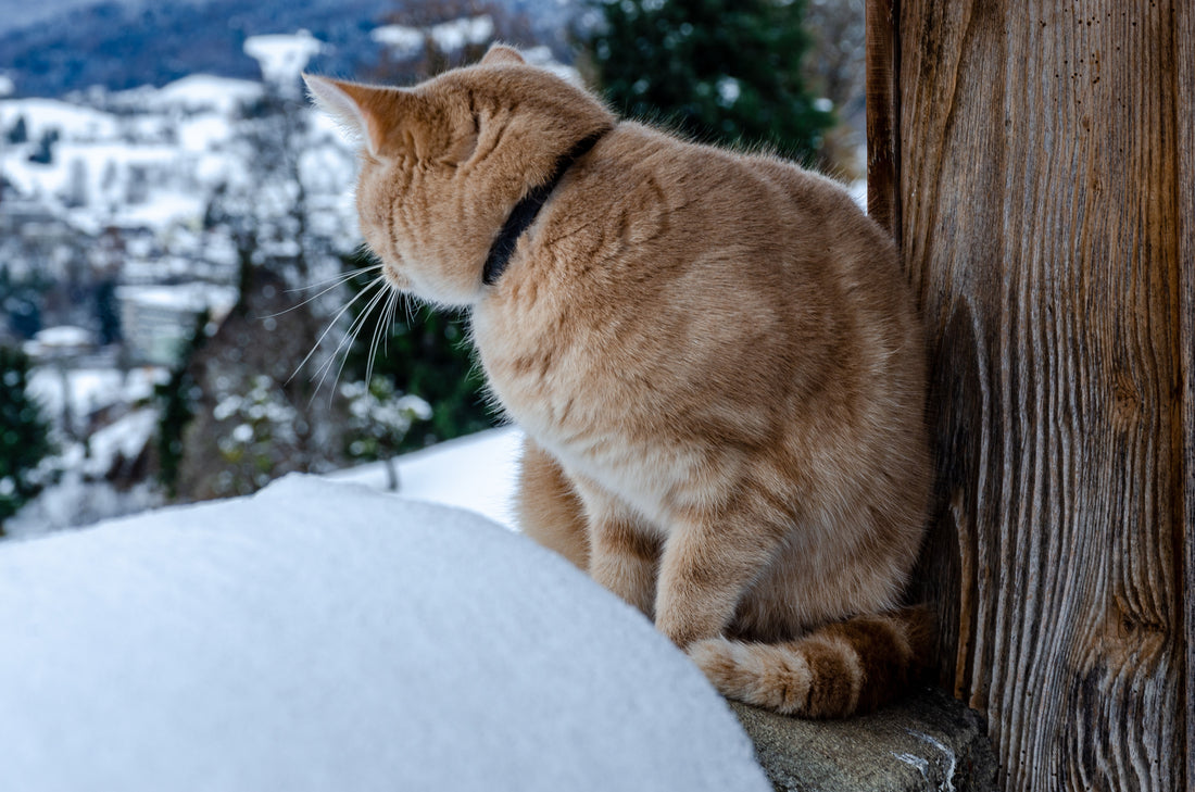 Ways Of Protecting Cats From Cold